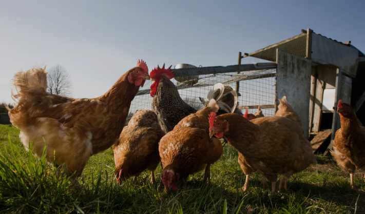 A person in England has caught avian flu as the virus spreads among birds